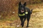 Американец ответит в суде за лай на полицейского пса