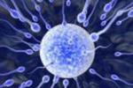 Интересные факты о ... сперматозоидах